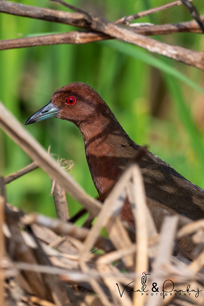 Ruddy-breasted Crake